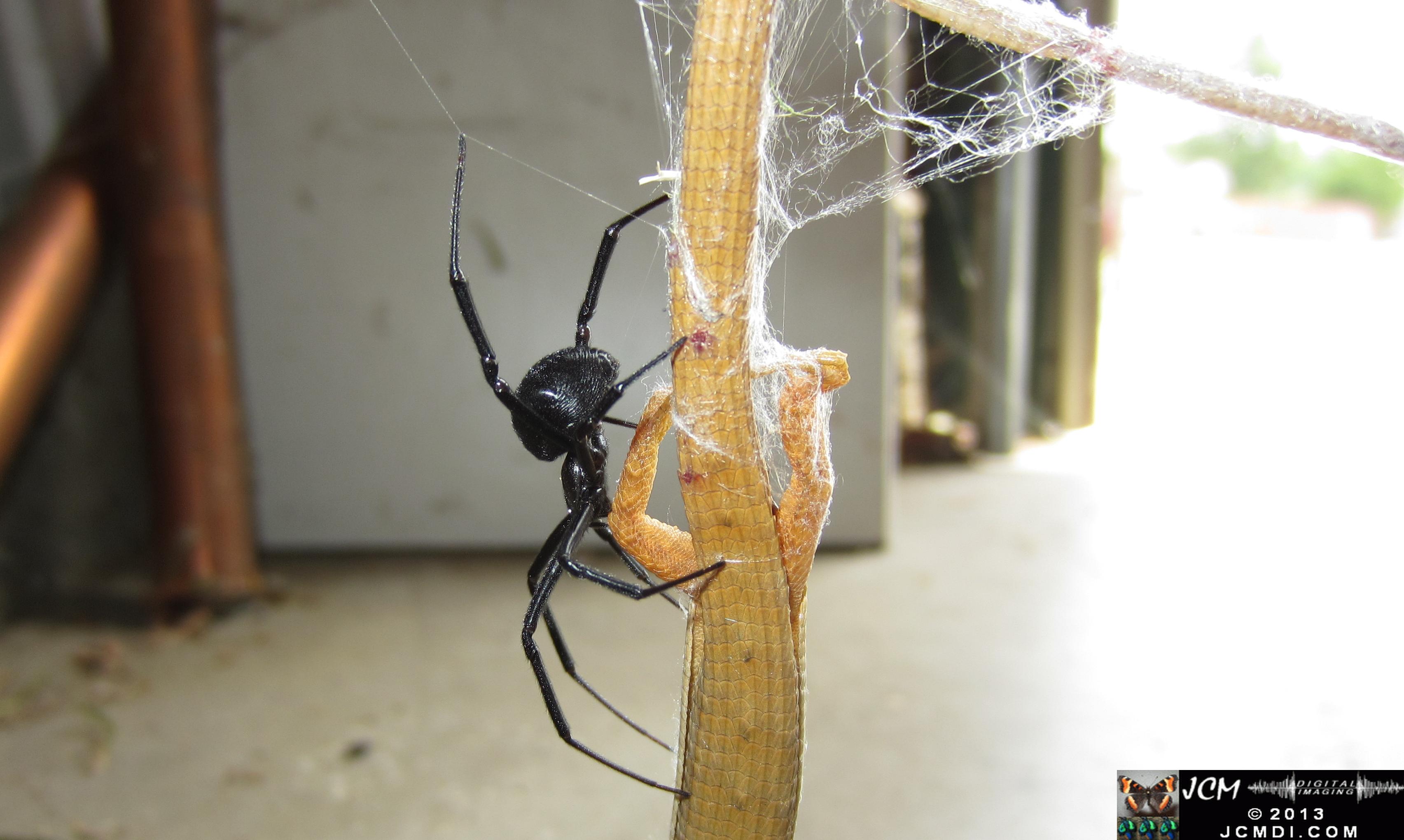 Black Widow vs (and EATS) Alligator Lizard